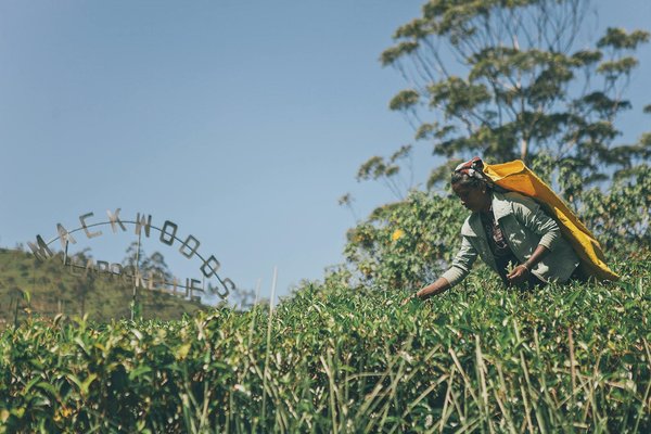 Comment organiser une visite des plantations de thé de Nuwara Eliya, Sri Lanka?