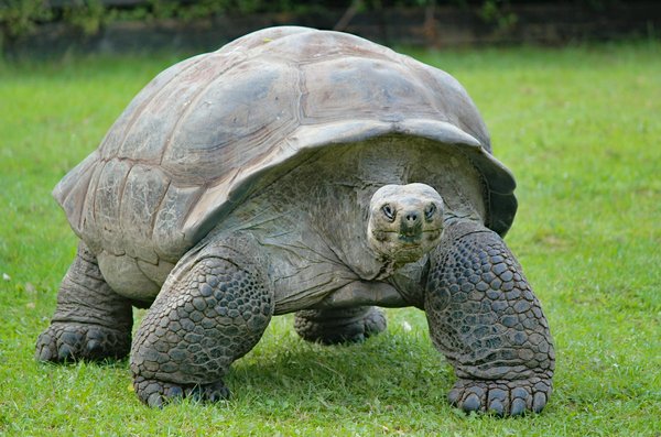Où observer les tortues géantes aux Seychelles?